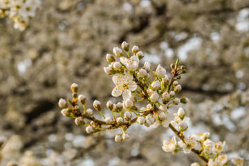 The first young flowers of yellow plums