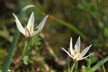 Obraz premium アマナ