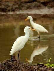Wildlife, Sri Lanka