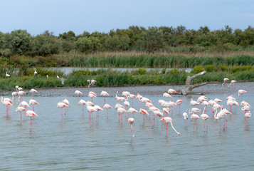 Fototapeta premium Flamingo. Nature. Park. Birds. Lake. France
