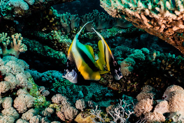 Fish swim in the Red Sea, colorful fish, Eilat Israel