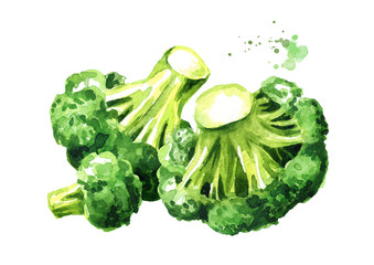 Fresh broccoli. Hand drawn watercolor illustration, isolated on white background
