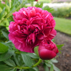 Pink Red Flowering Peony Plant