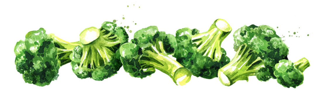 Fresh broccoli. Hand drawn horizontal watercolor illustration, isolated on white background