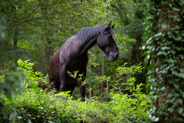 Cheval noir