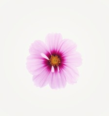 Pink cosmos flower is bloom, isolated on white background.