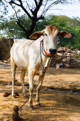 Obraz na płótnie Canvas Cow sacred animal in india