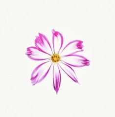 Pink and white cosmos flower.