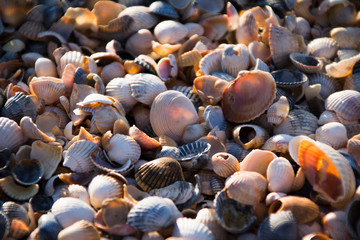 seashell beach