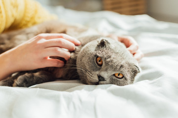 partial view of young woman stroking scottish fold cat at home