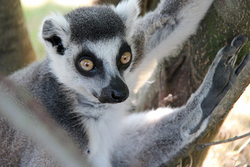 Ring-tailed lemur