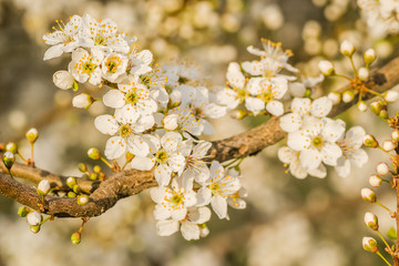 The first young flowers of yellow plums