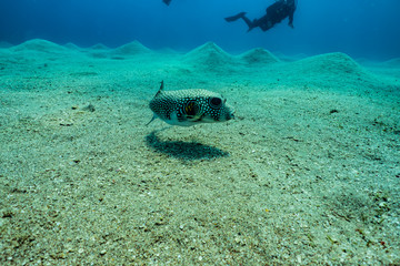 Arothron fish in the Red Sea Colorful and beautiful, Eilat Israel