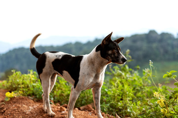 Naklejka na ściany i meble dog in the mountains of Thailand
