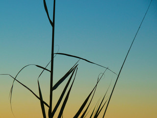 Obraz premium silueta de planta