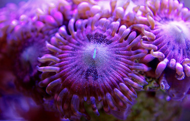 Macro shot on rose pink Stardust zoanthus polyps colony  © Kolevski.V