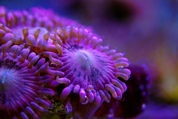 Macro shot on rose pink Stardust zoanthus polyps colony 