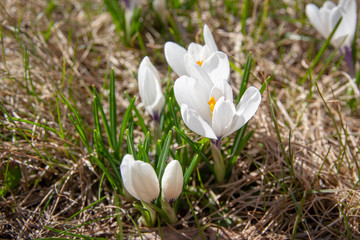Spring crocus on a yellow grass on a sunny day
