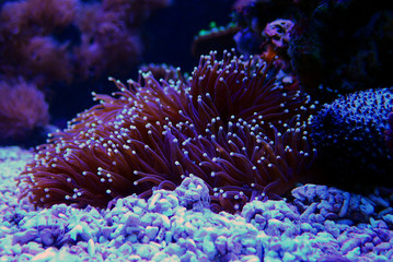 Naklejka na ściany i meble Amazing Elegance coral - Catalaphyllia jardinei 