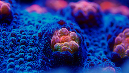 Halloween Screamer Chalice coral in macro shot ( Echinophyllia sp. )