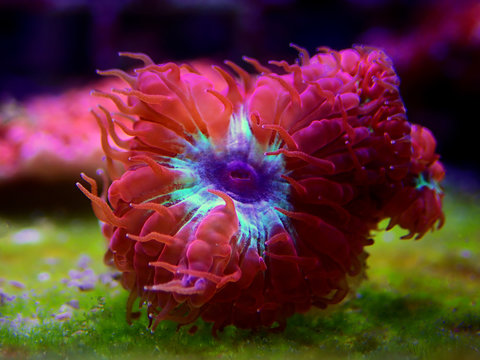 Pink Blastomussa LPS Coral, - (Blastomussa merletti)