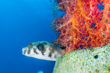 Arothron fish in the Red Sea Colorful and beautiful, Eilat Israel © yeshaya