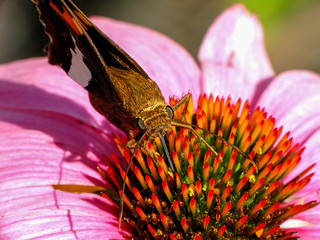 Silver Spotted Skipper on Coneflower