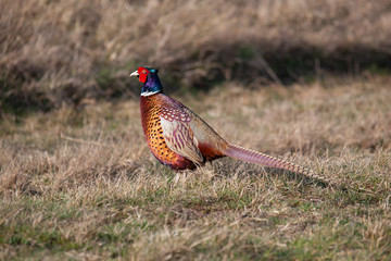 Pheasant in the Grass
