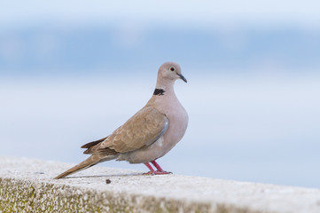 Streptopelia bird sits in Monaco