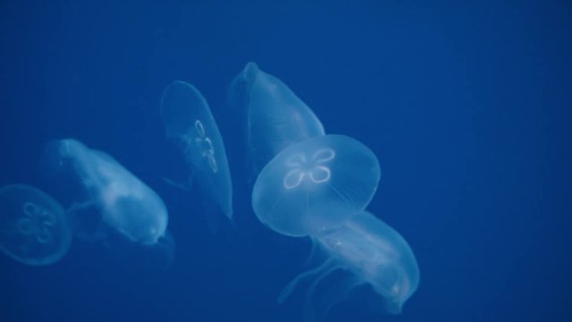 Close up on group of bio luminescent jelly fish floating in blue deep background waters.