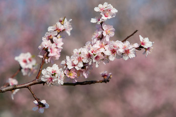 Obraz premium Mandelbaumblüten