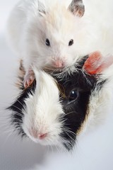 Three colors Guinea pig and white Syrian hamster on white background .