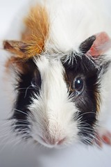 Three color Guinea pig sits on a white background . 