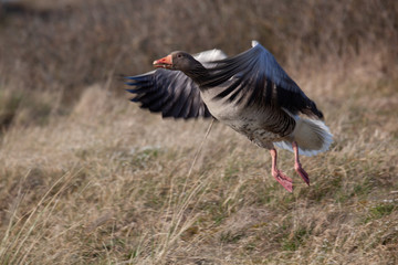 Wild goose in flight