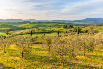 Fototapeta na wymiar Olive trees in an cultivated landscape in Tuscany, Italy