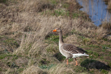 Wild goose in grass