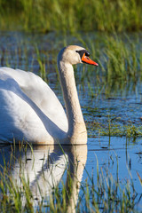 Mute Swan swiming in a lake