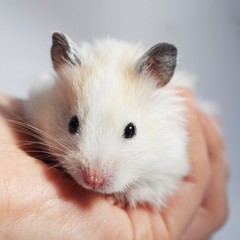 White Syrian hamster on his arm.