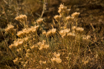 dry flowers, crimea