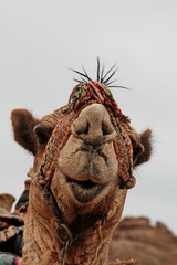 A sweet little camel