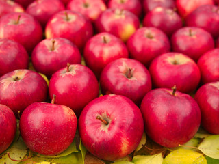 Large ripe apples of a late grade as background