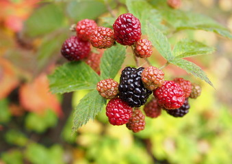 The thorn free garden blackberry against the background of autumn foliage