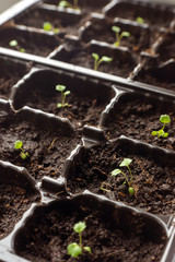 Small strawberry sprouts