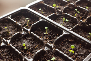 Small strawberry sprouts
