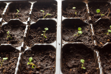 Small strawberry sprouts