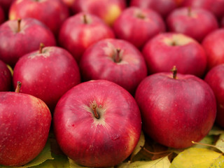 Set of ripe red apples of a late grade