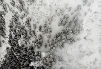 aerial view of pine tree forest in winter scene with snow from the drone