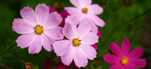 Kosmeya flowers, easy and graceful with petals of pink color, against a green background.