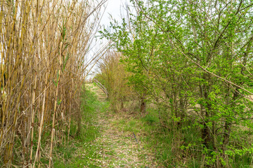 Sentiero nell'oasi del WWF a Jesi