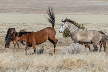 Wild Horses in the Utah Desert
